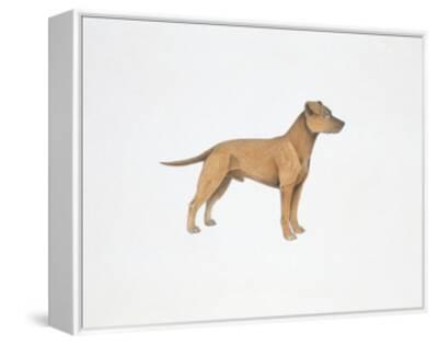 clydesdale terrier photos