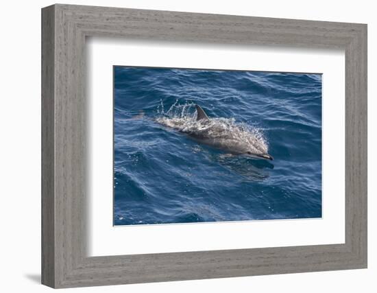 Clymene Dolphin (Stenella Clymene) Breaking the Surface-Mick Baines-Framed Photographic Print