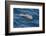 Clymene Dolphin (Stenella Clymene) Breaking the Surface-Mick Baines-Framed Photographic Print