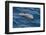 Clymene Dolphin (Stenella Clymene) Breaking the Surface-Mick Baines-Framed Photographic Print