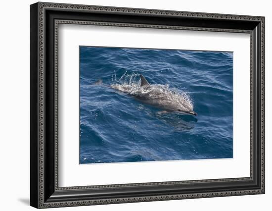 Clymene Dolphin (Stenella Clymene) Breaking the Surface-Mick Baines-Framed Photographic Print