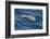 Clymene Dolphin (Stenella Clymene) Breaking the Surface-Mick Baines-Framed Photographic Print