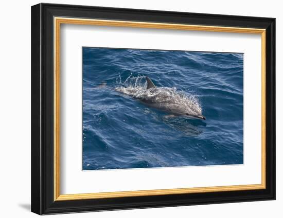 Clymene Dolphin (Stenella Clymene) Breaking the Surface-Mick Baines-Framed Photographic Print