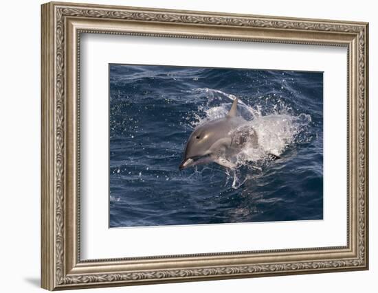 Clymene Dolphin (Stenella Clymene) Porpoising Towards the Photographer-Mick Baines-Framed Photographic Print