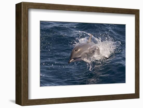 Clymene Dolphin (Stenella Clymene) Porpoising Towards the Photographer-Mick Baines-Framed Photographic Print