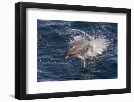 Clymene Dolphin (Stenella Clymene) Porpoising Towards the Photographer-Mick Baines-Framed Photographic Print