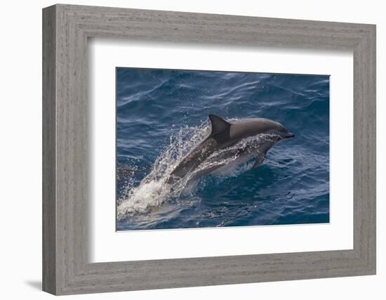 Clymene Dolphin (Stenella Clymene) Porpoising with Water Trailing its Flanks, Offshore Senegal-Mick Baines-Framed Photographic Print