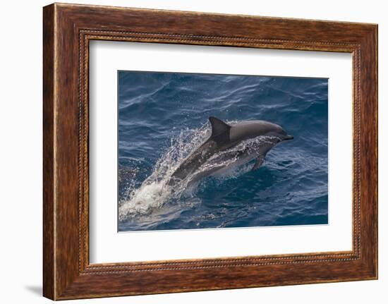 Clymene Dolphin (Stenella Clymene) Porpoising with Water Trailing its Flanks, Offshore Senegal-Mick Baines-Framed Photographic Print