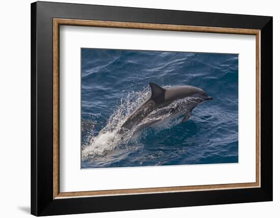 Clymene Dolphin (Stenella Clymene) Porpoising with Water Trailing its Flanks, Offshore Senegal-Mick Baines-Framed Photographic Print