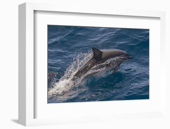 Clymene Dolphin (Stenella Clymene) Porpoising with Water Trailing its Flanks, Offshore Senegal-Mick Baines-Framed Photographic Print