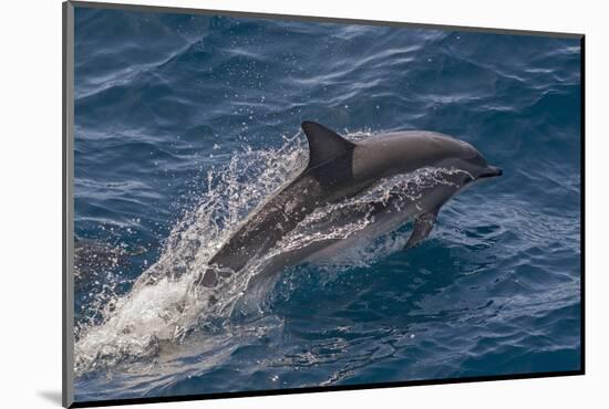 Clymene Dolphin (Stenella Clymene) Porpoising with Water Trailing its Flanks, Offshore Senegal-Mick Baines-Mounted Photographic Print