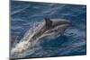 Clymene Dolphin (Stenella Clymene) Porpoising with Water Trailing its Flanks, Offshore Senegal-Mick Baines-Mounted Photographic Print