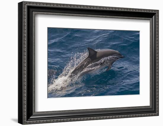 Clymene Dolphin (Stenella Clymene) Porpoising with Water Trailing its Flanks, Offshore Senegal-Mick Baines-Framed Photographic Print