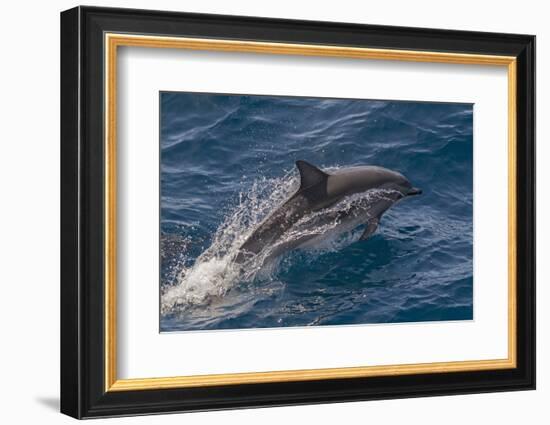 Clymene Dolphin (Stenella Clymene) Porpoising with Water Trailing its Flanks, Offshore Senegal-Mick Baines-Framed Photographic Print