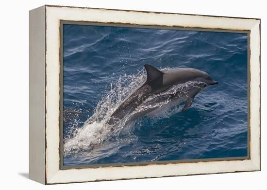 Clymene Dolphin (Stenella Clymene) Porpoising with Water Trailing its Flanks, Offshore Senegal-Mick Baines-Framed Premier Image Canvas