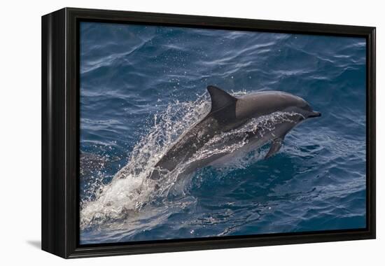 Clymene Dolphin (Stenella Clymene) Porpoising with Water Trailing its Flanks, Offshore Senegal-Mick Baines-Framed Premier Image Canvas