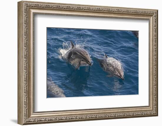 Clymene Dolphin (Stenella Clymene), Senegal, West Africa, Africa-Mick Baines-Framed Photographic Print