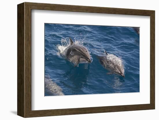 Clymene Dolphin (Stenella Clymene), Senegal, West Africa, Africa-Mick Baines-Framed Photographic Print