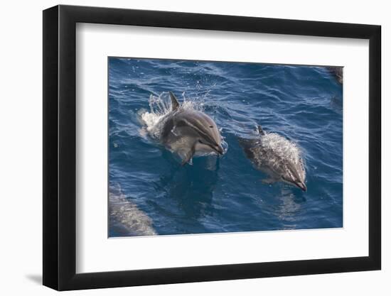 Clymene Dolphin (Stenella Clymene), Senegal, West Africa, Africa-Mick Baines-Framed Photographic Print