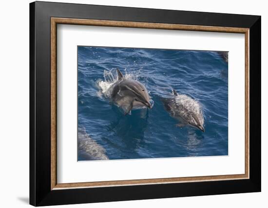 Clymene Dolphin (Stenella Clymene), Senegal, West Africa, Africa-Mick Baines-Framed Photographic Print