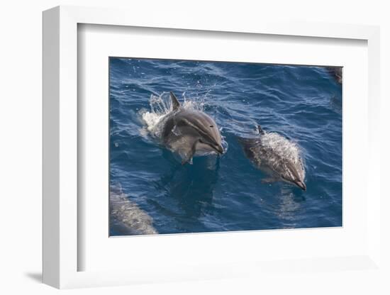 Clymene Dolphin (Stenella Clymene), Senegal, West Africa, Africa-Mick Baines-Framed Photographic Print