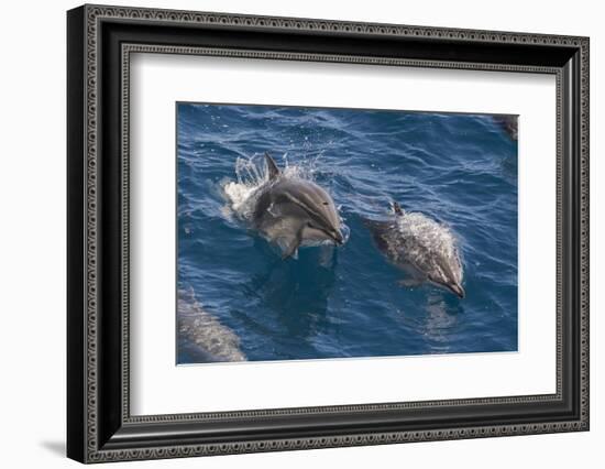 Clymene Dolphin (Stenella Clymene), Senegal, West Africa, Africa-Mick Baines-Framed Photographic Print