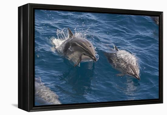 Clymene Dolphin (Stenella Clymene), Senegal, West Africa, Africa-Mick Baines-Framed Premier Image Canvas