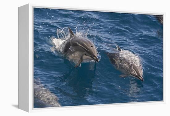 Clymene Dolphin (Stenella Clymene), Senegal, West Africa, Africa-Mick Baines-Framed Premier Image Canvas