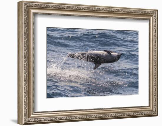 Clymene Dolphin (Stenella Clymene) Spinning, Caught Belly Uppermost, Senegal, West Africa, Africa-Mick Baines-Framed Photographic Print