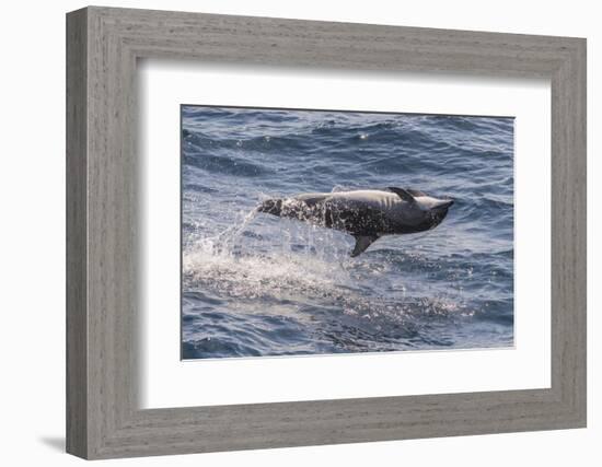 Clymene Dolphin (Stenella Clymene) Spinning, Caught Belly Uppermost, Senegal, West Africa, Africa-Mick Baines-Framed Photographic Print