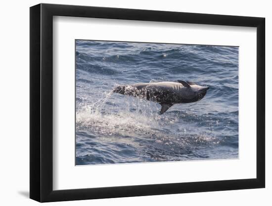 Clymene Dolphin (Stenella Clymene) Spinning, Caught Belly Uppermost, Senegal, West Africa, Africa-Mick Baines-Framed Photographic Print