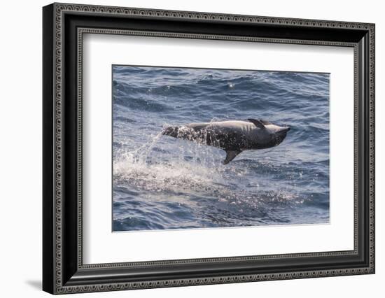 Clymene Dolphin (Stenella Clymene) Spinning, Caught Belly Uppermost, Senegal, West Africa, Africa-Mick Baines-Framed Photographic Print