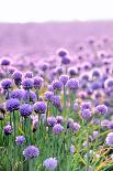 Lush Blooming Chives Field-cmfotoworks-Photographic Print