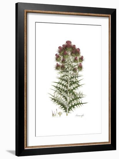 Cnicus afer, Flora Graeca-Ferdinand Bauer-Framed Giclee Print