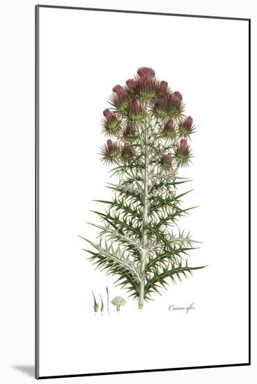 Cnicus afer, Flora Graeca-Ferdinand Bauer-Mounted Giclee Print