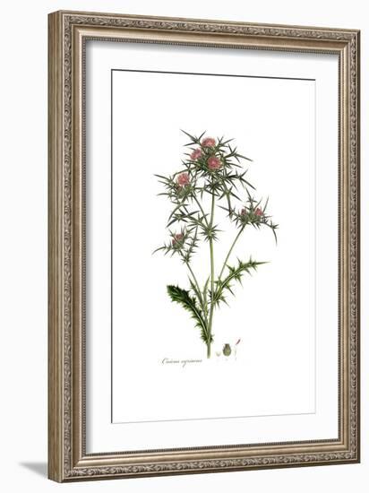 Cnicus syriacus,  Flora Graeca-Ferdinand Bauer-Framed Giclee Print