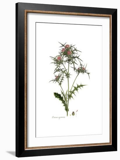 Cnicus syriacus,  Flora Graeca-Ferdinand Bauer-Framed Giclee Print