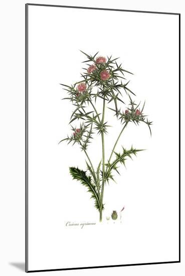 Cnicus syriacus,  Flora Graeca-Ferdinand Bauer-Mounted Giclee Print