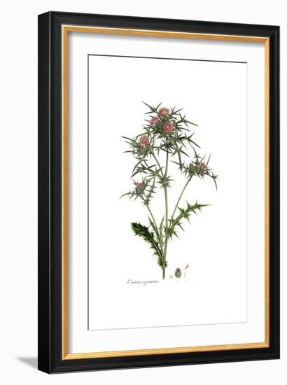 Cnicus syriacus,  Flora Graeca-Ferdinand Bauer-Framed Giclee Print