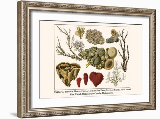 Cnidaria, Smooth Flower Coral, Golden Sea Fans, Lettuce Coral, Plate Coral, Fire Coral, etc.-Albertus Seba-Framed Art Print