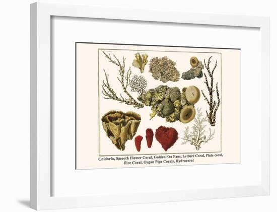 Cnidaria, Smooth Flower Coral, Golden Sea Fans, Lettuce Coral, Plate Coral, Fire Coral, etc.-Albertus Seba-Framed Art Print