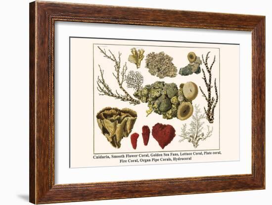 Cnidaria, Smooth Flower Coral, Golden Sea Fans, Lettuce Coral, Plate Coral, Fire Coral, etc.-Albertus Seba-Framed Art Print