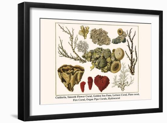 Cnidaria, Smooth Flower Coral, Golden Sea Fans, Lettuce Coral, Plate Coral, Fire Coral, etc.-Albertus Seba-Framed Art Print