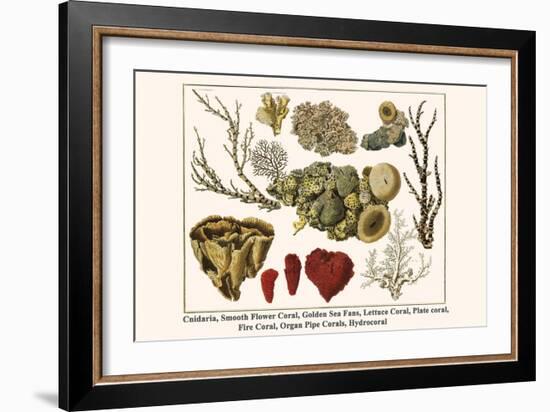 Cnidaria, Smooth Flower Coral, Golden Sea Fans, Lettuce Coral, Plate Coral, Fire Coral, etc.-Albertus Seba-Framed Art Print