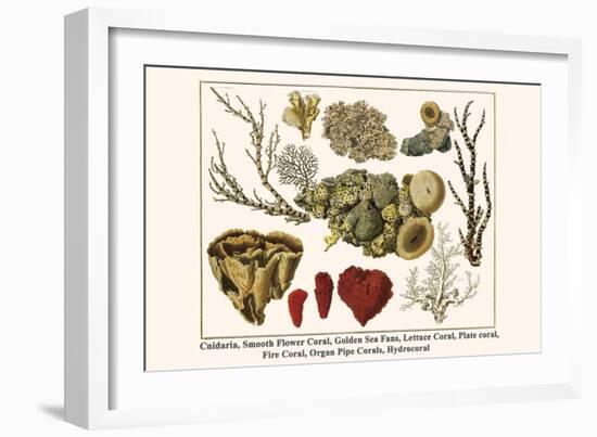 Cnidaria, Smooth Flower Coral, Golden Sea Fans, Lettuce Coral, Plate Coral, Fire Coral, etc.-Albertus Seba-Framed Art Print