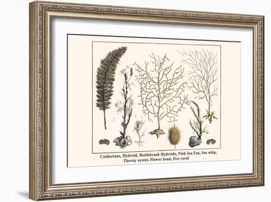 Cnidarians, Hydroid, Bottlebrush Hydroids, Pink Sea Fan, Sea Whip, Thorny Oyster, Flower Head, etc.-Albertus Seba-Framed Art Print