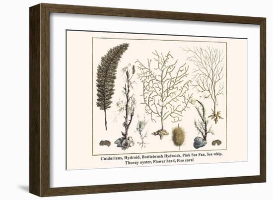 Cnidarians, Hydroid, Bottlebrush Hydroids, Pink Sea Fan, Sea Whip, Thorny Oyster, Flower Head, etc.-Albertus Seba-Framed Art Print