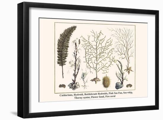 Cnidarians, Hydroid, Bottlebrush Hydroids, Pink Sea Fan, Sea Whip, Thorny Oyster, Flower Head, etc.-Albertus Seba-Framed Art Print