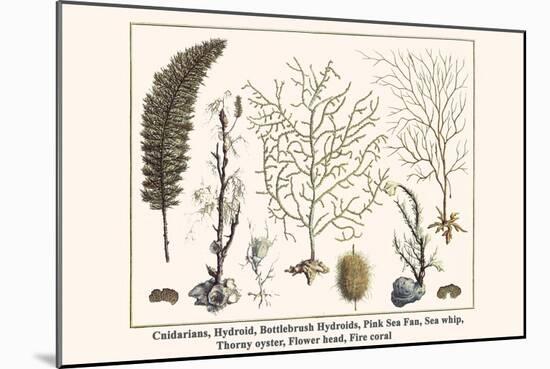 Cnidarians, Hydroid, Bottlebrush Hydroids, Pink Sea Fan, Sea Whip, Thorny Oyster, Flower Head, etc.-Albertus Seba-Mounted Art Print