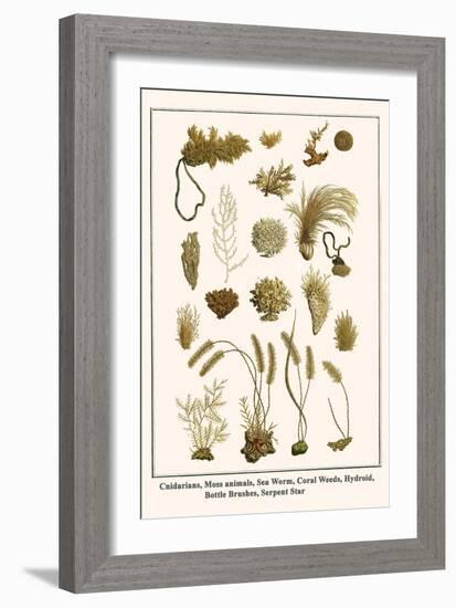 Cnidarians, Moss Animals, Sea Worm, Coral Weeds, Hydroid, Bottle Brushes, Serpent Star-Albertus Seba-Framed Art Print